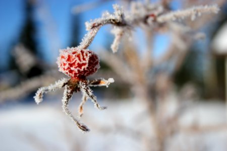 Close Up, Araneus, Macro Photography, Branch
