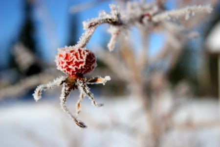 Close Up, Araneus, Macro Photography, Branch photo