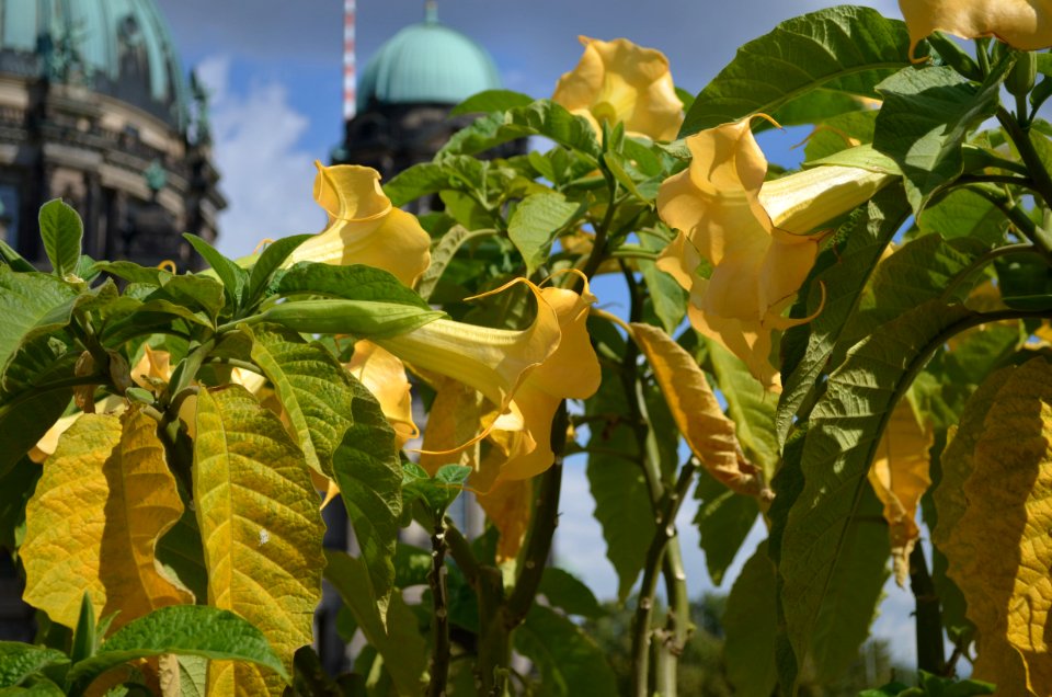 Plant, Leaf, Tree, Flower