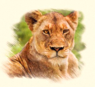 Lion, Wildlife, Mammal, Terrestrial Animal photo