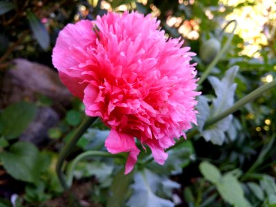 Flower, Pink, Plant, Flora