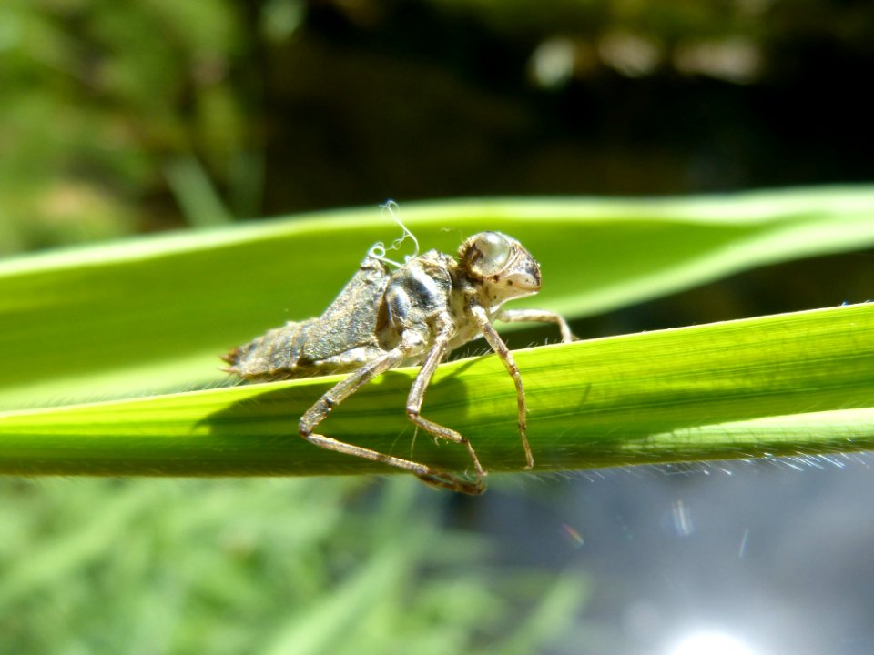 Insect, Macro Photography, Invertebrate, Dragonfly