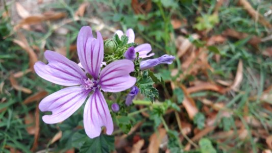 Flower, Plant, Flora, Purple