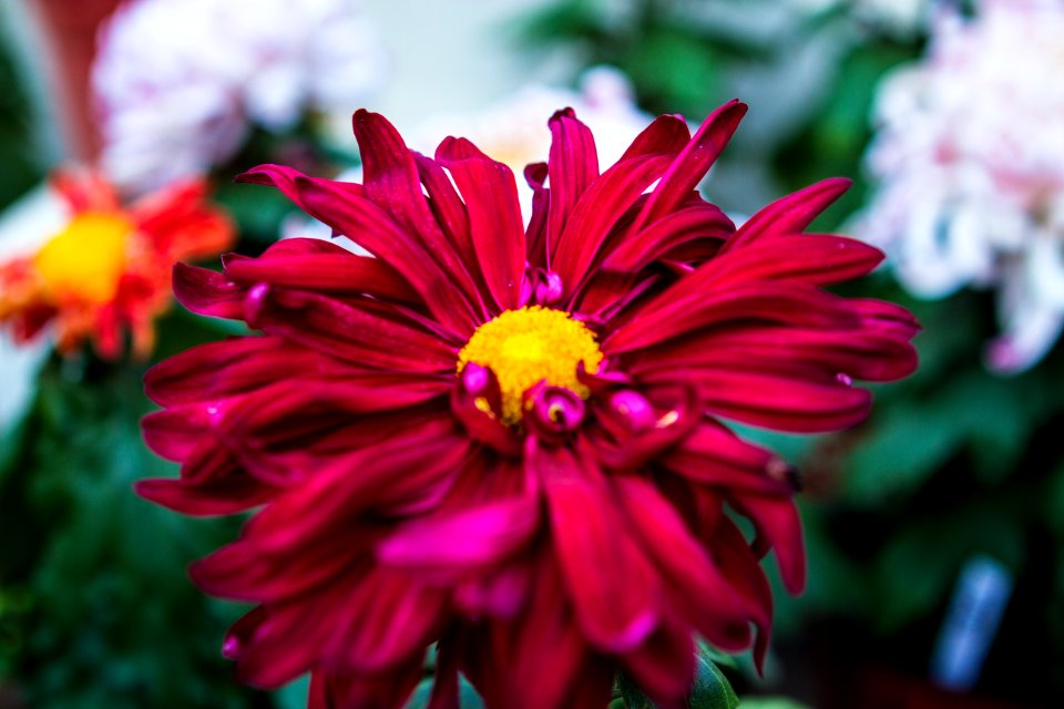 Flower, Flora, Plant, Flowering Plant
