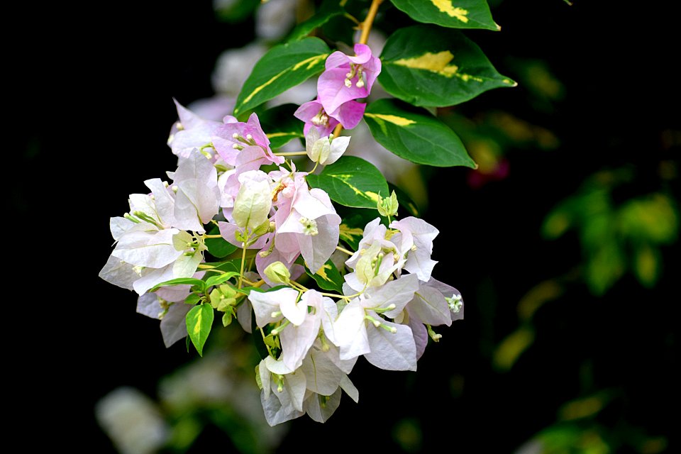 Flower, Plant, Flora, Spring