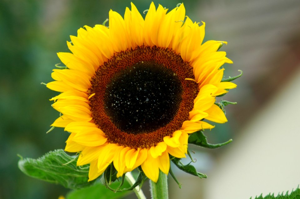 Sunflower, Flower, Sunflower Seed, Daisy Family