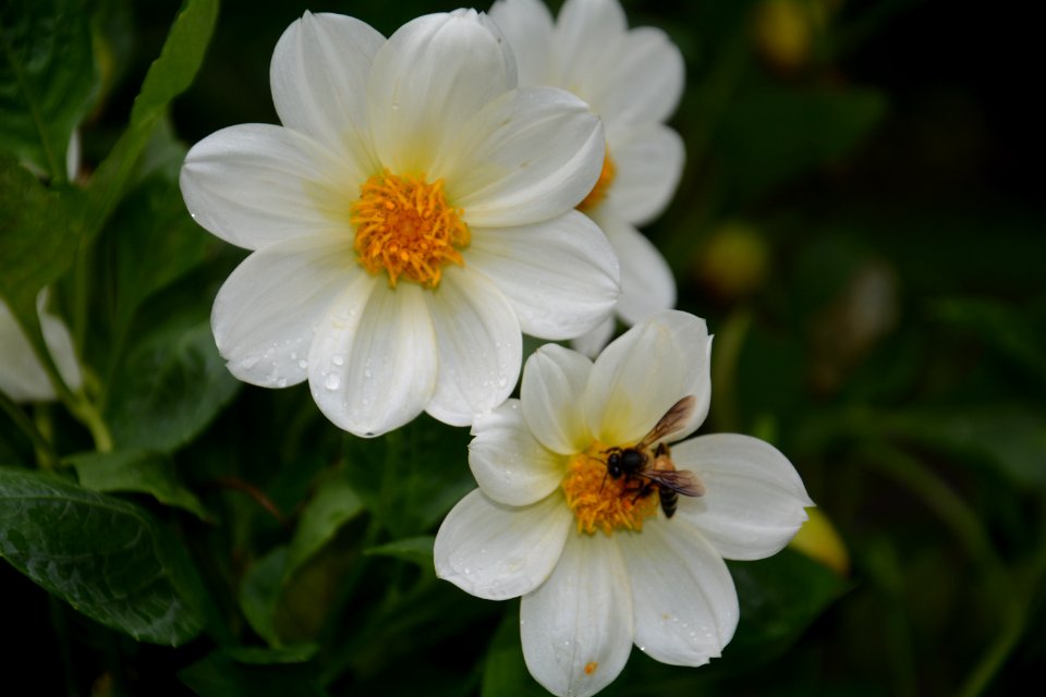 Flower, Flora, Plant, Flowering Plant