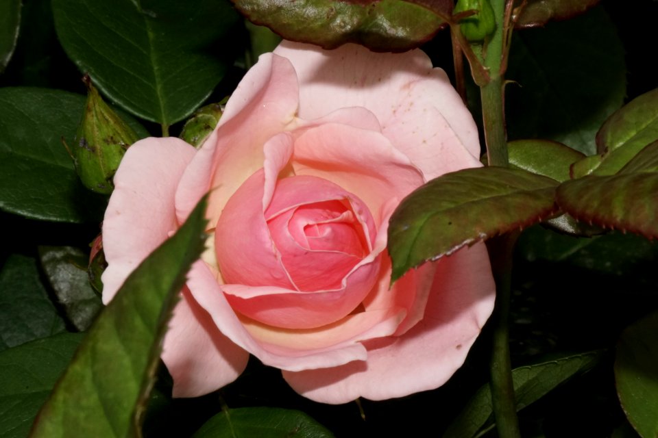 Plant, Flower, Rose Family, Rose