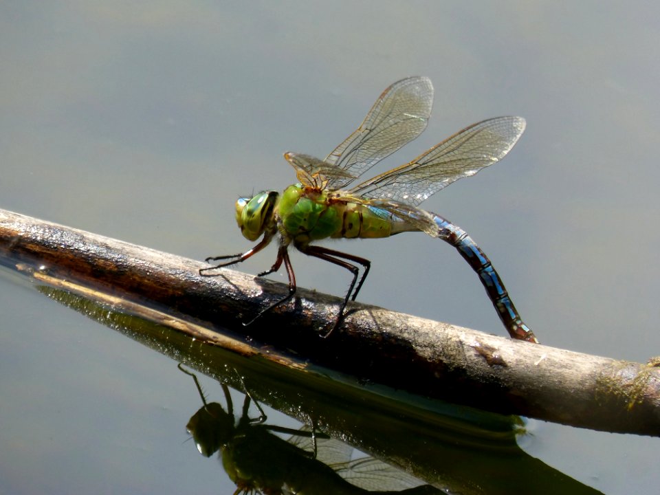 Insect, Dragonfly, Dragonflies And Damseflies, Invertebrate