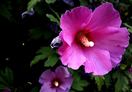 Flower, Plant, Pink, Flora