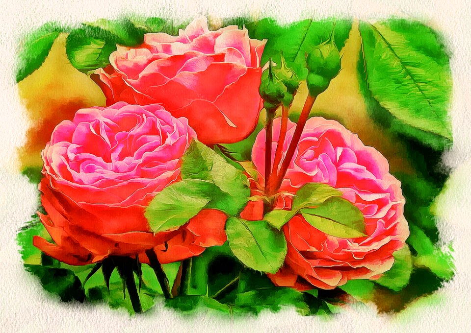 Flower, Garden Roses, Pink, Rose