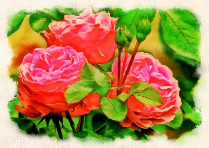 Flower, Garden Roses, Pink, Rose photo