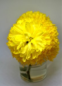 Flower, Yellow, Cut Flowers, Floristry photo