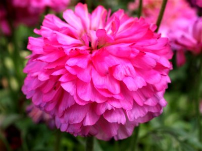 Flower, Pink, Plant, Flowering Plant
