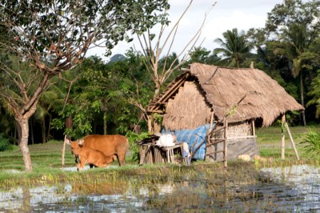 Wildlife, Rural Area, Hut, Village