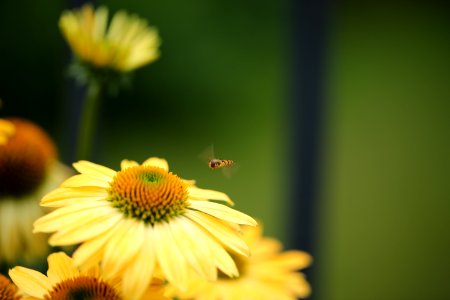 Flower, Yellow, Nectar, Honey Bee photo
