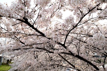 Flower, Blossom, Cherry Blossom, Plant