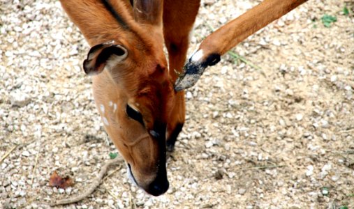 Fauna, Wildlife, Impala, Antelope photo