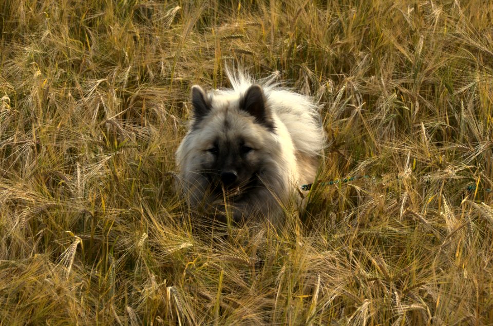 Dog Breed Group, Wildlife, Dog Like Mammal, Fauna