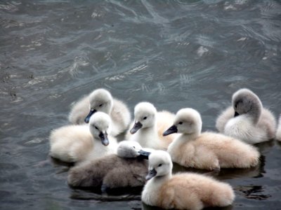 Swan, Water Bird, Bird, Ducks Geese And Swans photo