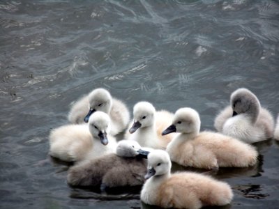 Swan, Water Bird, Bird, Ducks Geese And Swans