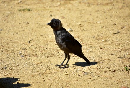 Bird, Fauna, Beak, Crow