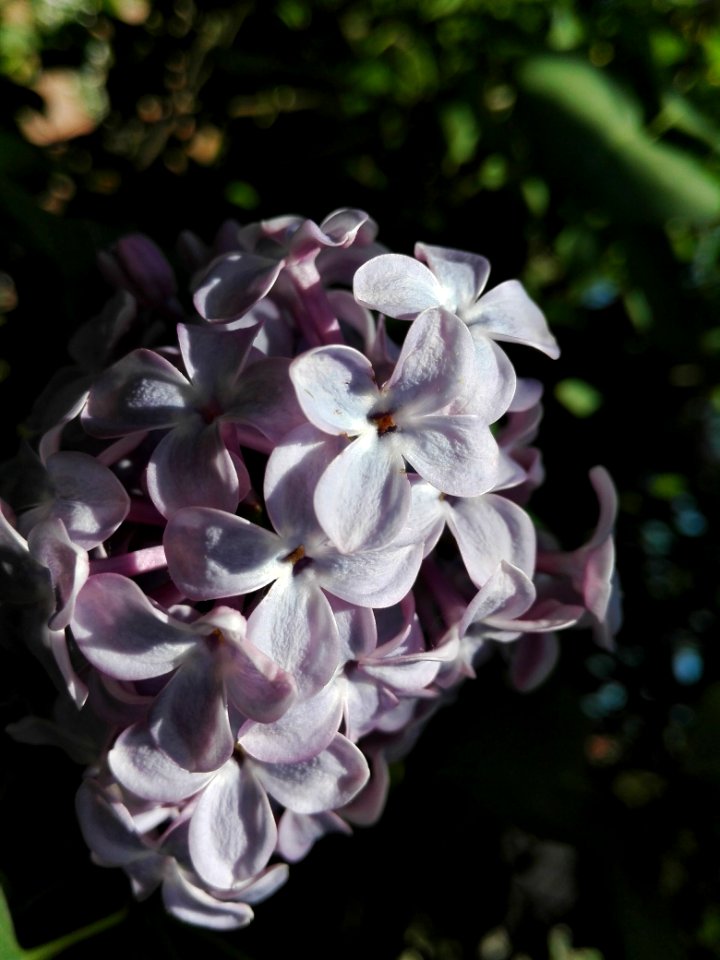 Flower, Flora, Plant, Lilac
