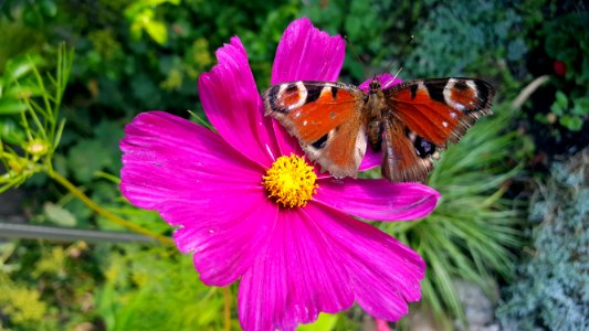 Flower, Flora, Butterfly, Nectar
