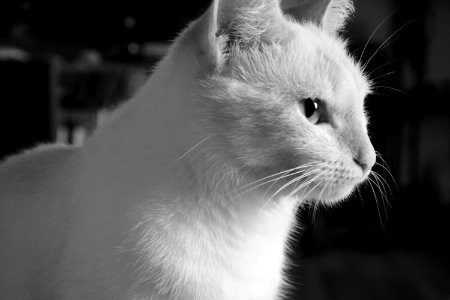 Cat, Whiskers, White, Black photo