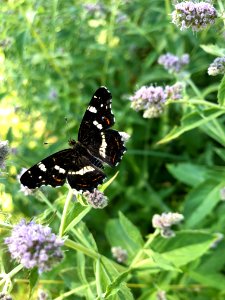 Butterfly, Moths And Butterflies, Brush Footed Butterfly, Insect