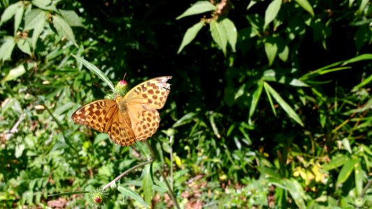 Butterfly, Moths And Butterflies, Brush Footed Butterfly, Insect photo