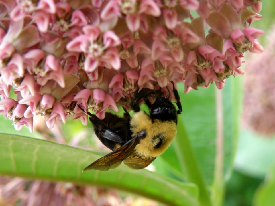 Bee, Bumblebee, Honey Bee, Nectar