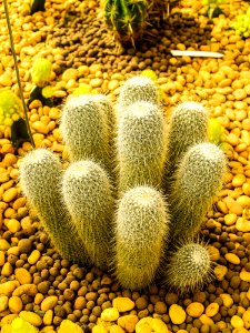 Cactus, Plant, Vegetation, Thorns Spines And Prickles photo