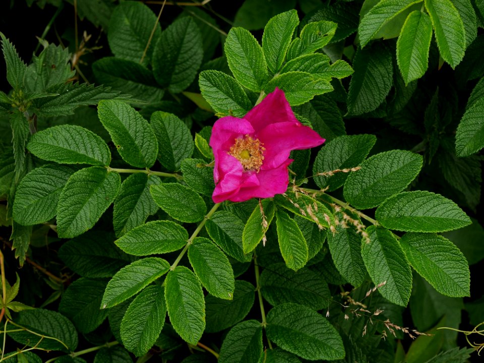 Plant, Flower, Rose Family, Flowering Plant