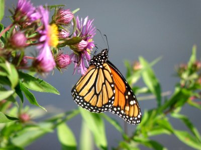 Butterfly, Moths And Butterflies, Monarch Butterfly, Insect