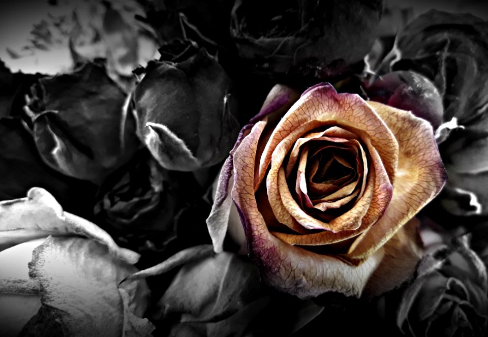 Flower, Rose, Rose Family, Plant