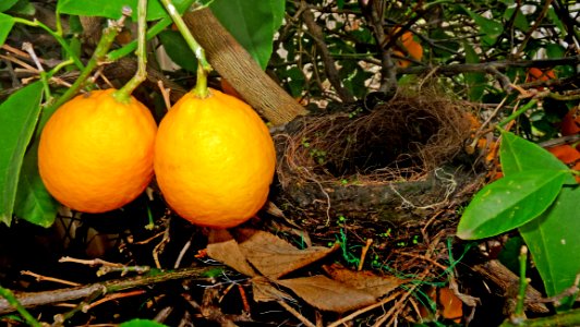 Fruit, Citrus, Fruit Tree, Plant