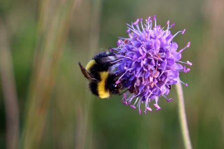 Bee, Bumblebee, Nectar, Honey Bee