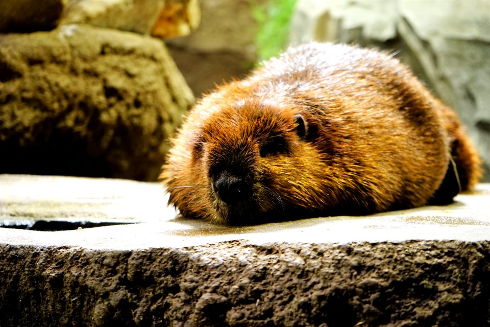 Beaver, Mammal, Fauna, Snout