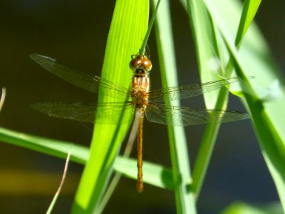 Dragonfly, Insect, Dragonflies And Damseflies, Damselfly