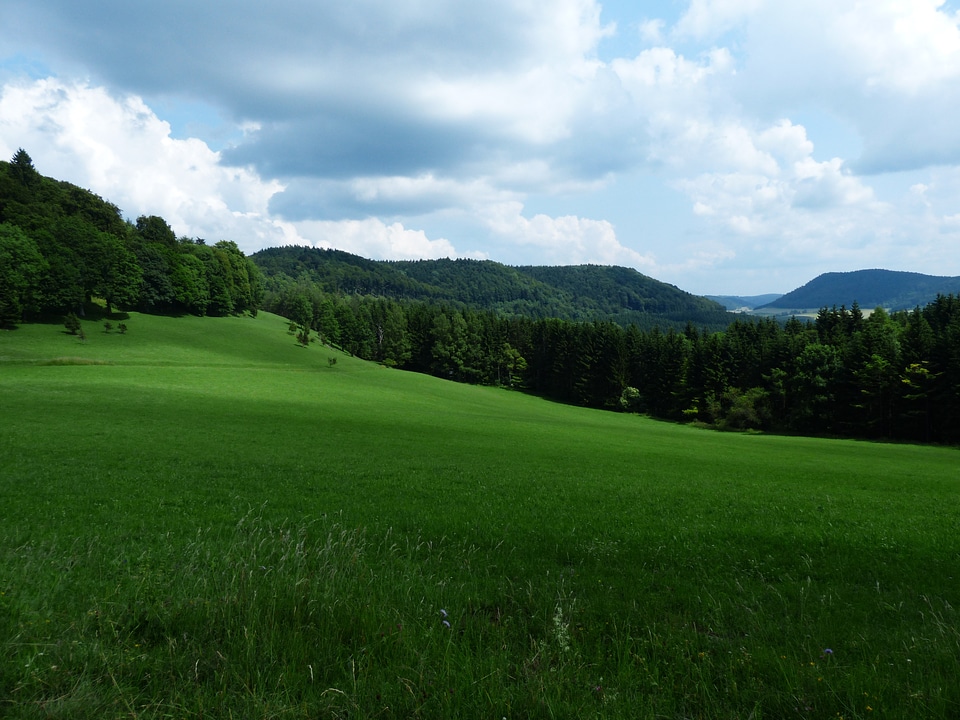 Reported forests sky