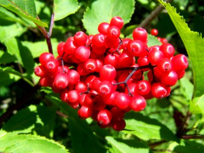 Berry, Plant, Fruit, Rowan photo