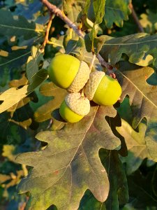 Leaf, Acorn, Tree, Fruit Tree