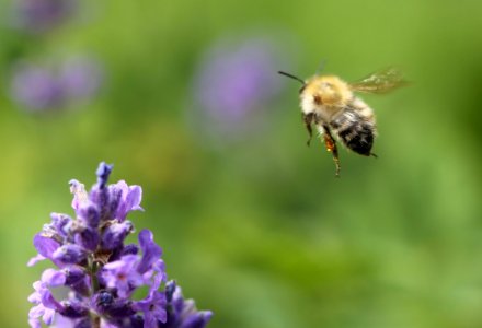 Honey Bee, Bee, Insect, Nectar photo