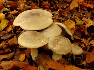 Mushroom, Fungus, Edible Mushroom, Medicinal Mushroom