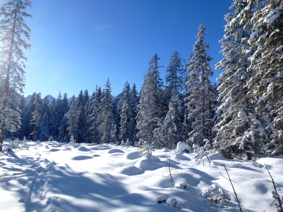 Winter, Snow, Tree, Sky photo