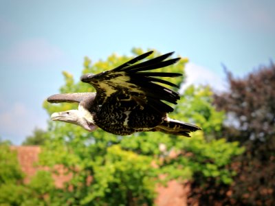 Bird, Fauna, Beak, Bird Of Prey
