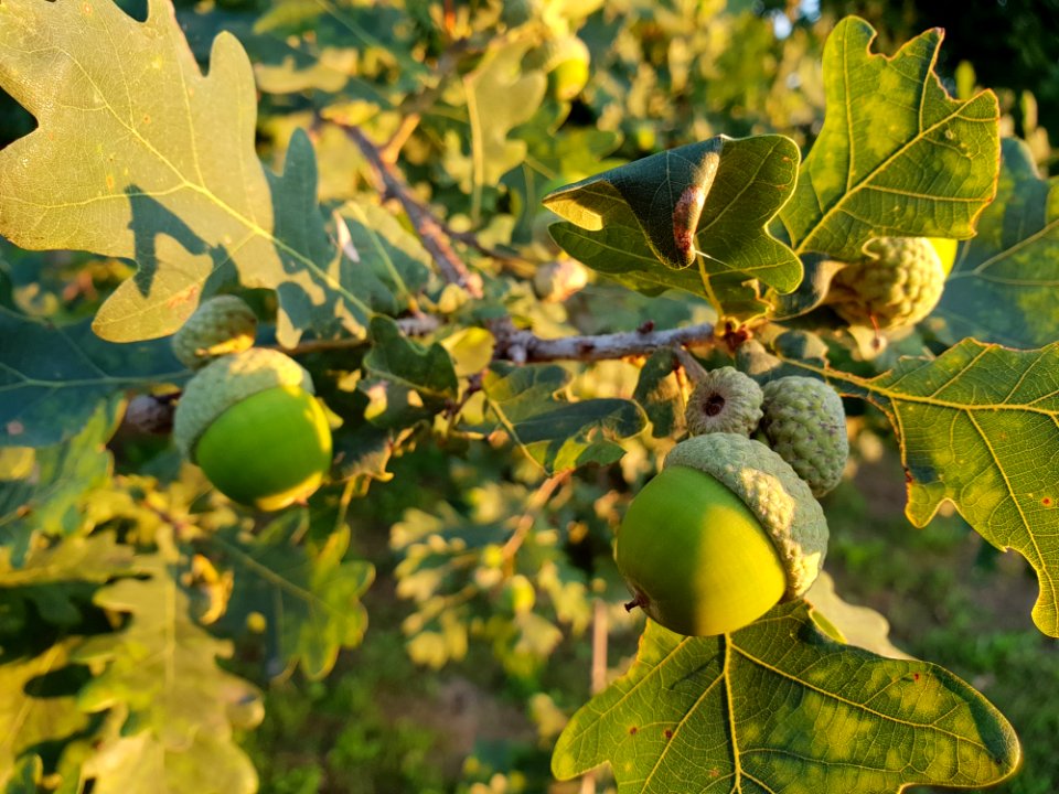 Leaf, Fruit Tree, Acorn, Fruit