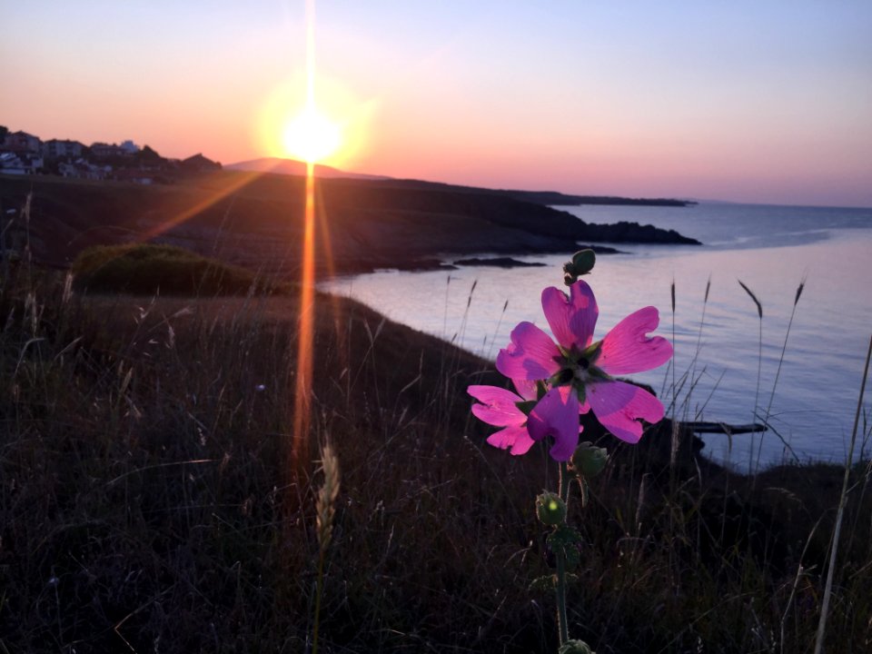 Sunrise, Sky, Flower, Wildflower