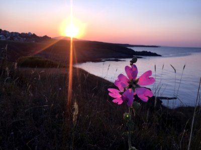 Sunrise, Sky, Flower, Wildflower